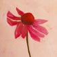 original oil painting of an echinacea flower with pink petals in a textured peachy background