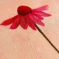 original oil painting of an echinacea flower with pink petals in a textured peachy background