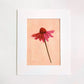 original oil painting of an echinacea flower with pink petals in a textured peachy background