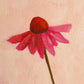 original oil painting of an echinacea flower with pink petals in a textured peachy background